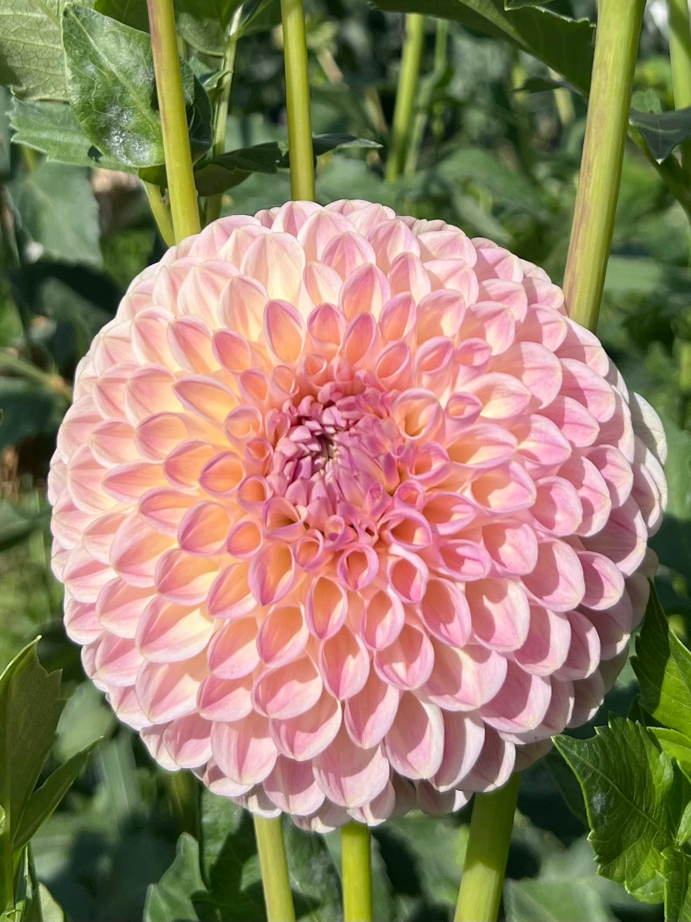 CLEARVIEW PEACHY