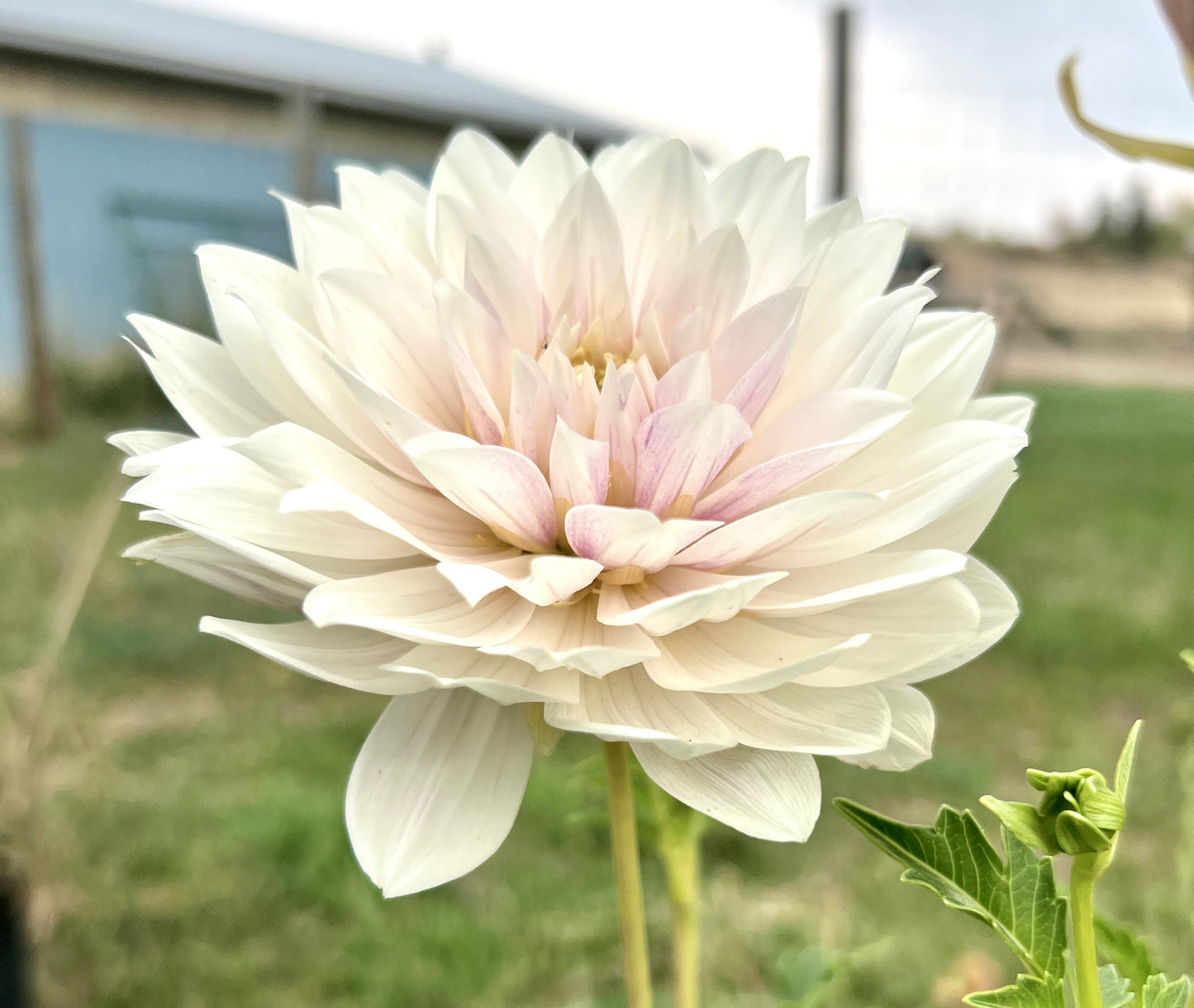 HOLLYHILL SNOW QUEEN - Rooted Cutting * LIMIT 1 *