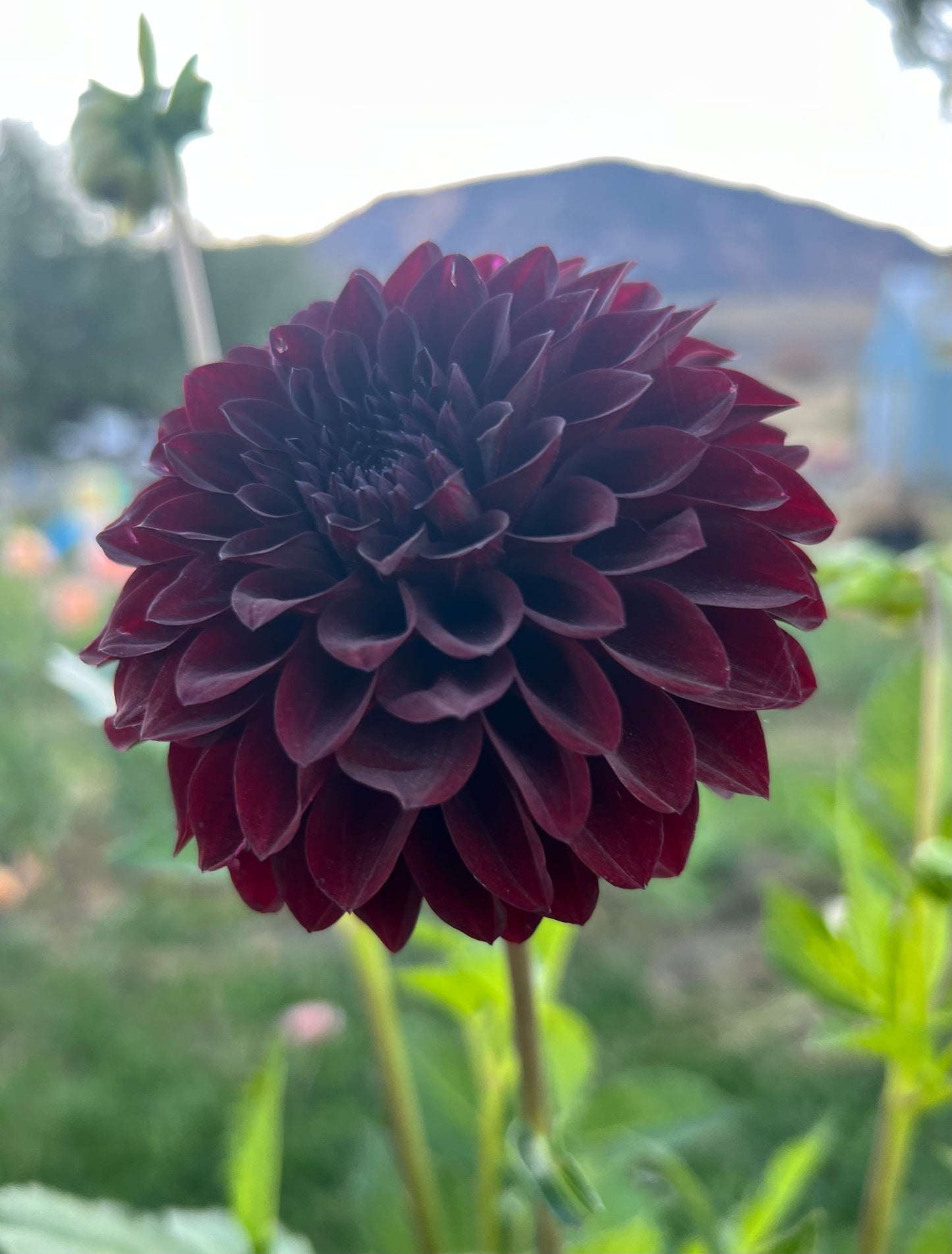 FIDALGO BLACKY - BULK10
