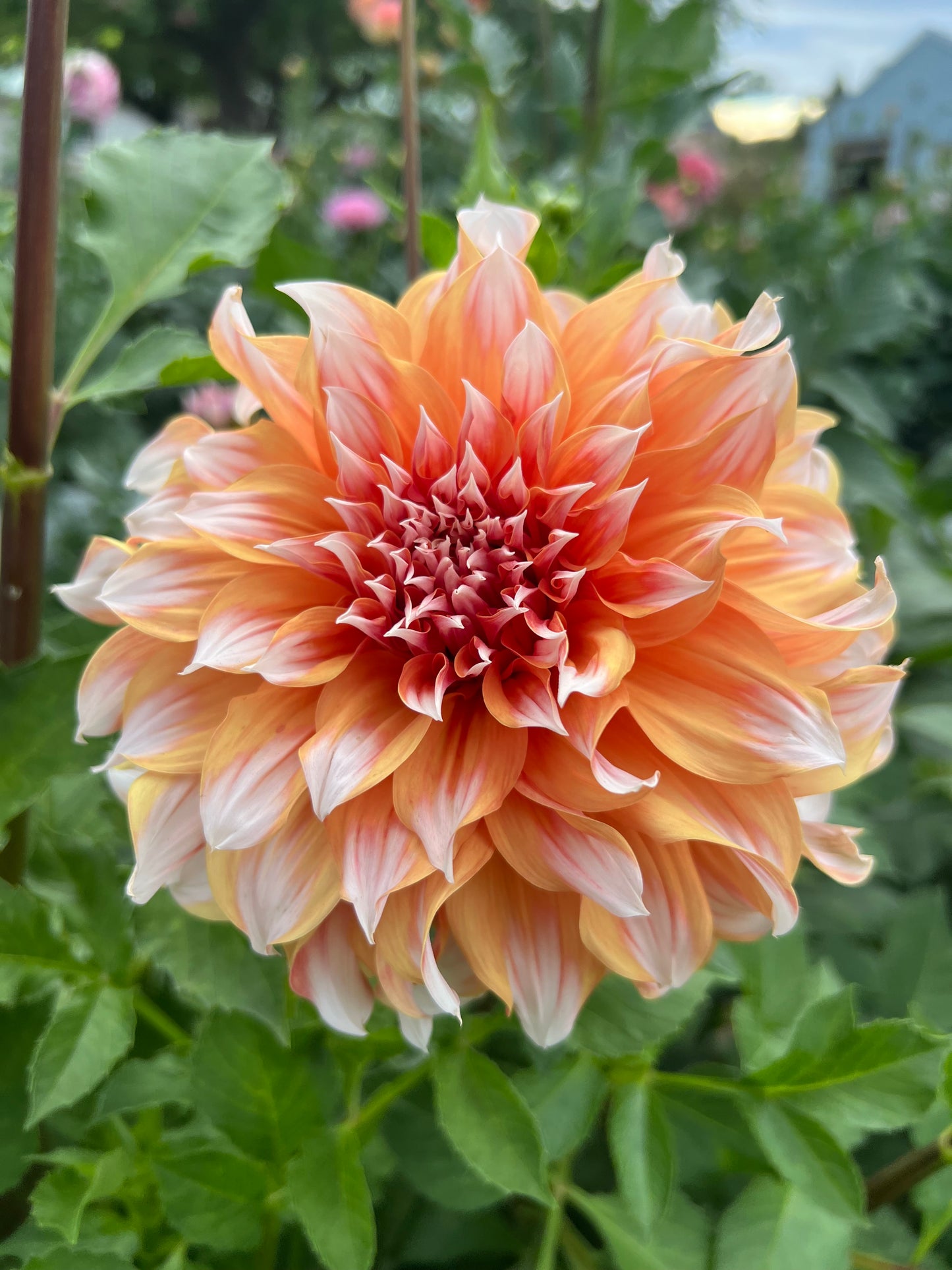 PRINSES BEATRIX - Rooted Cutting