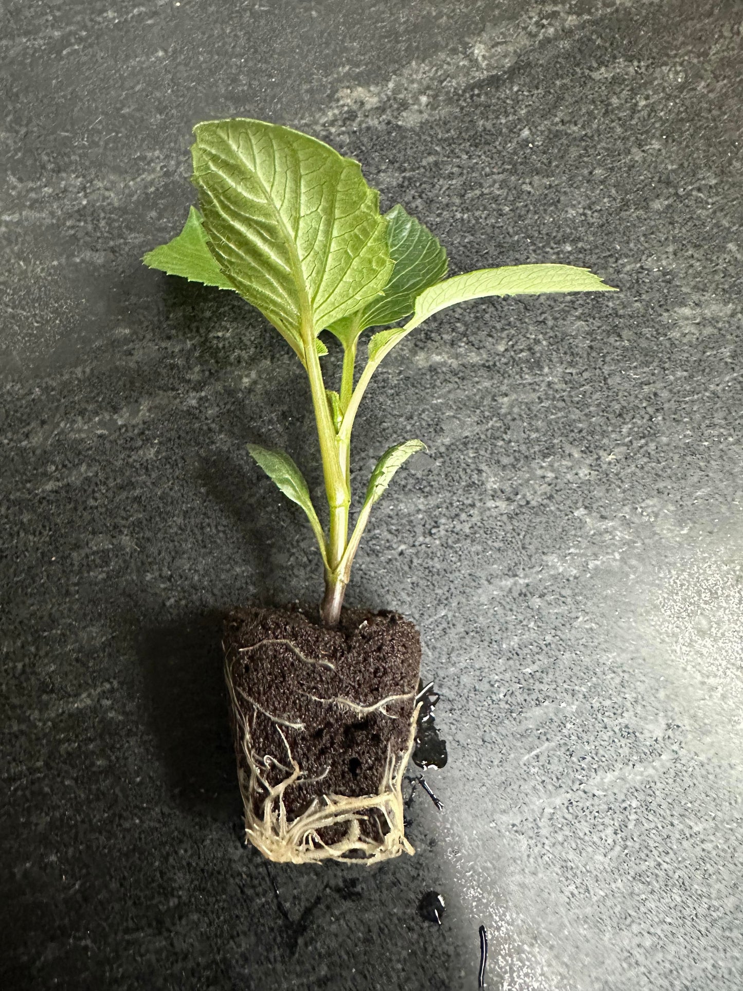 SUMMER RAIN - Rooted Cutting