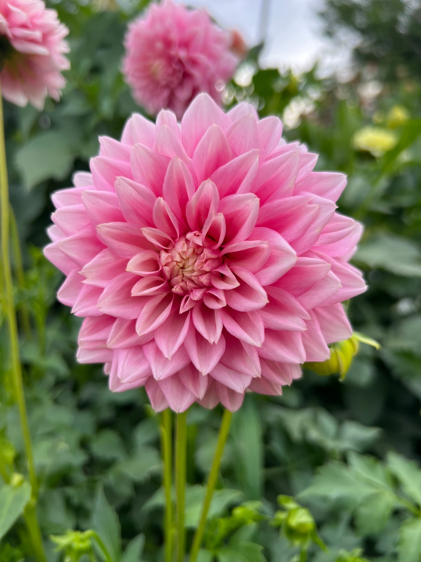 LEES ROSALYNN - 124