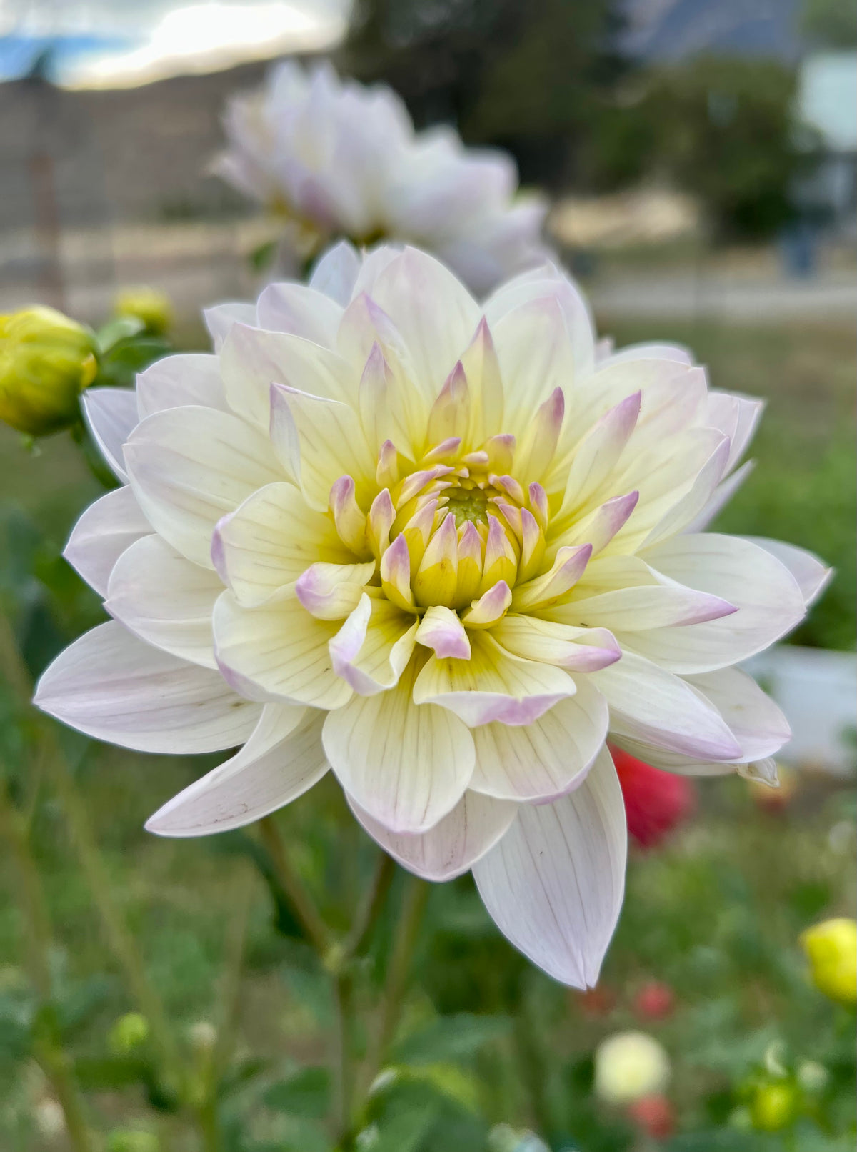HOLLYHILL LILIBET - 76