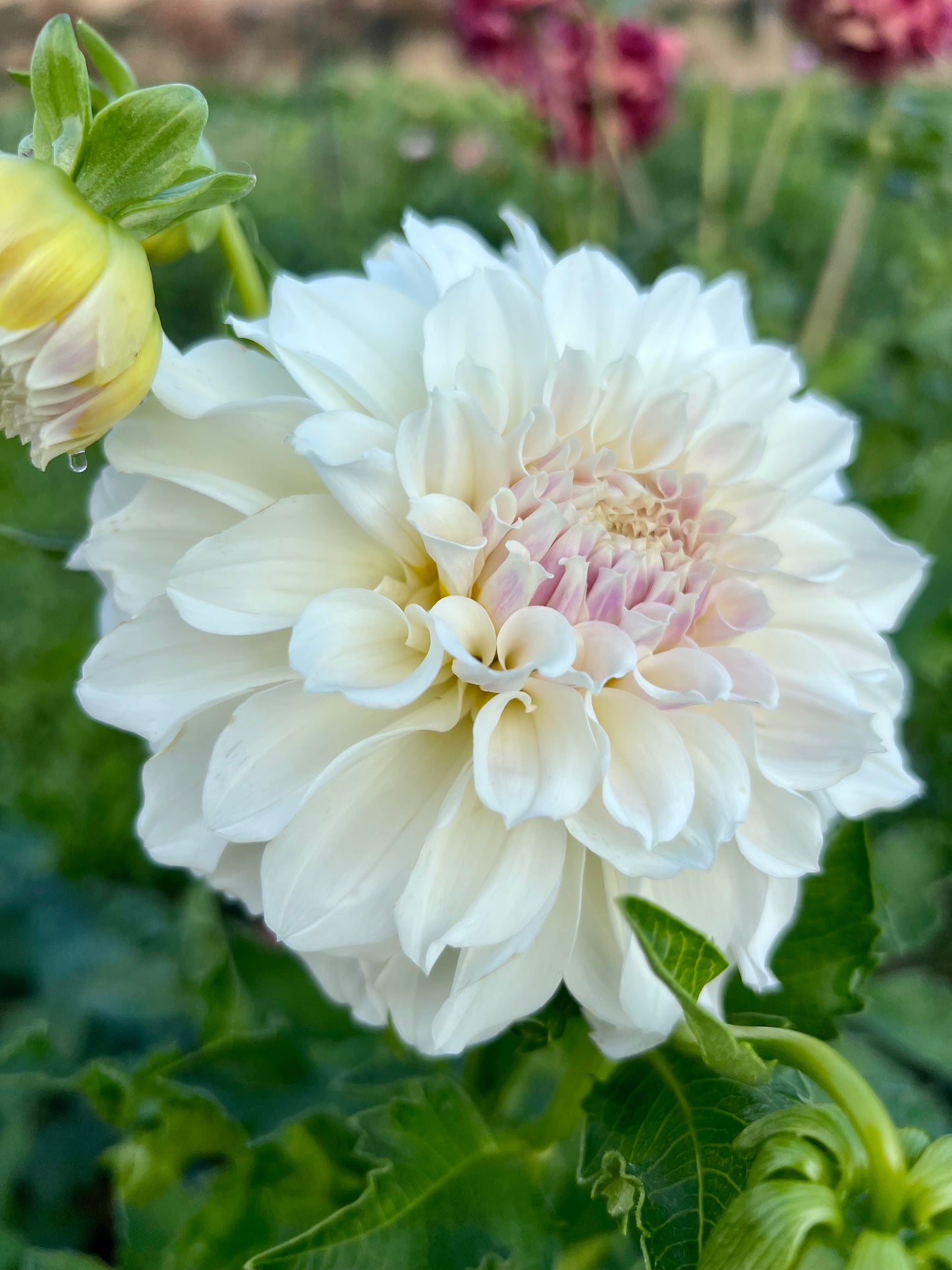 IRISH RUFFLES