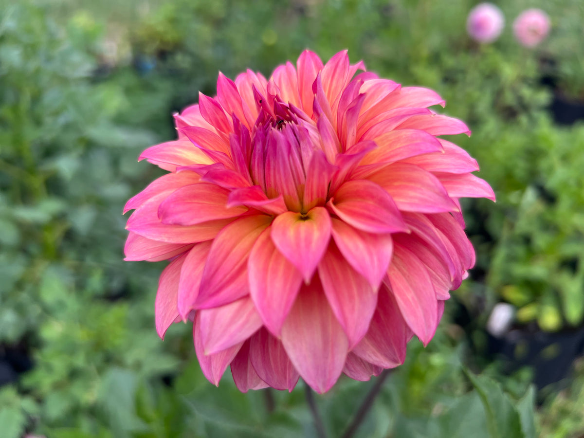 SANDIA RUTHIE - Rooted Cutting