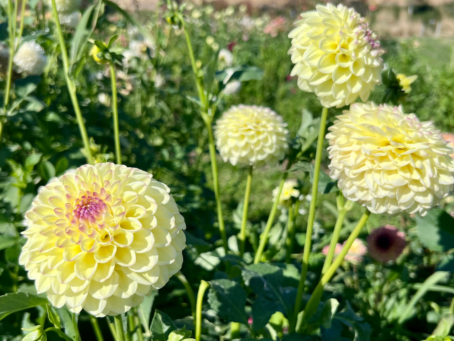 FERNCLIFF BLISS - 6