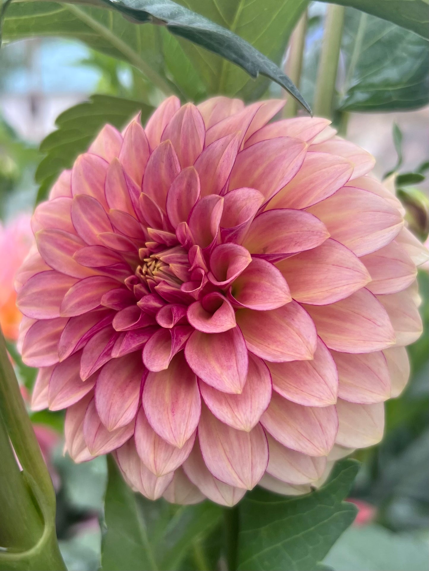 RM RASPBERRY TWINKLE - Rooted Cutting