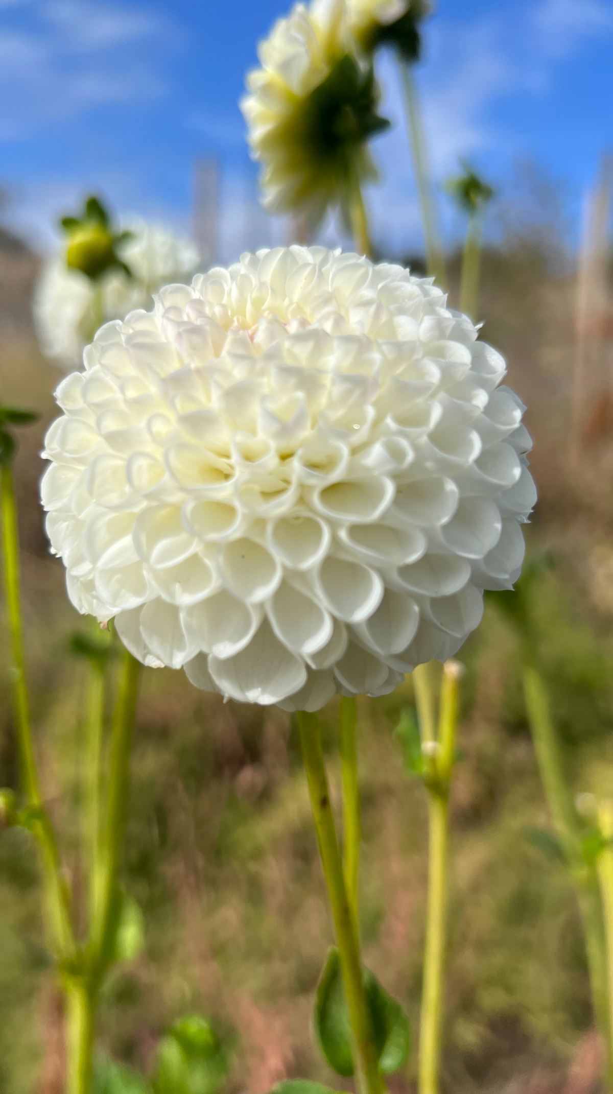 HOLLYHILL MISS WHITE - 213
