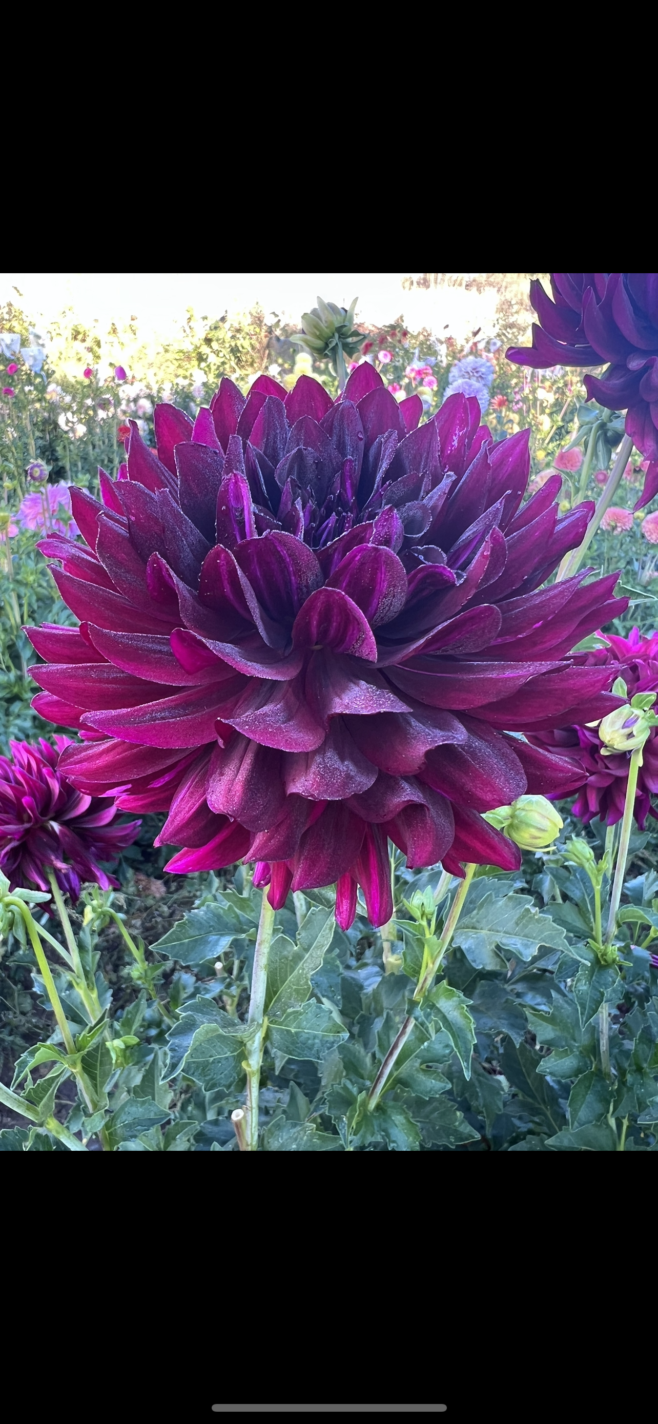 HOLLYHILL BLACK BEAUTY