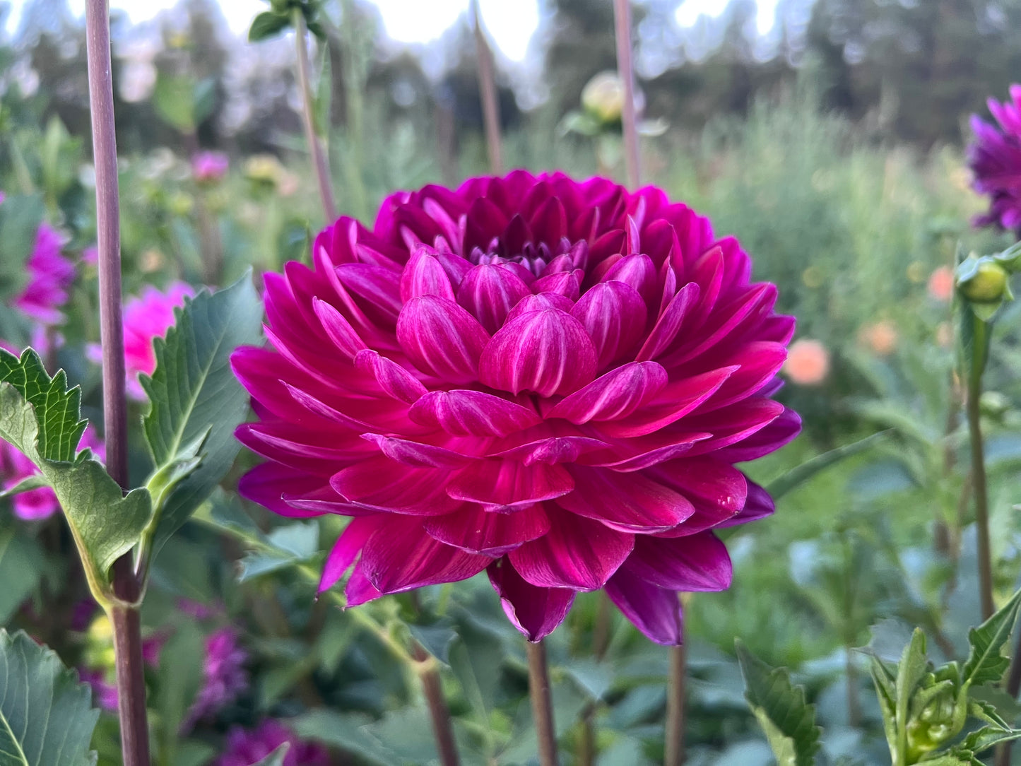 SANDIA BERTHA - 210