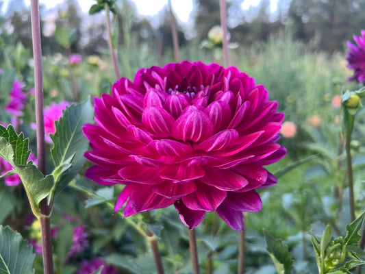 SANDIA BERTHA - 210