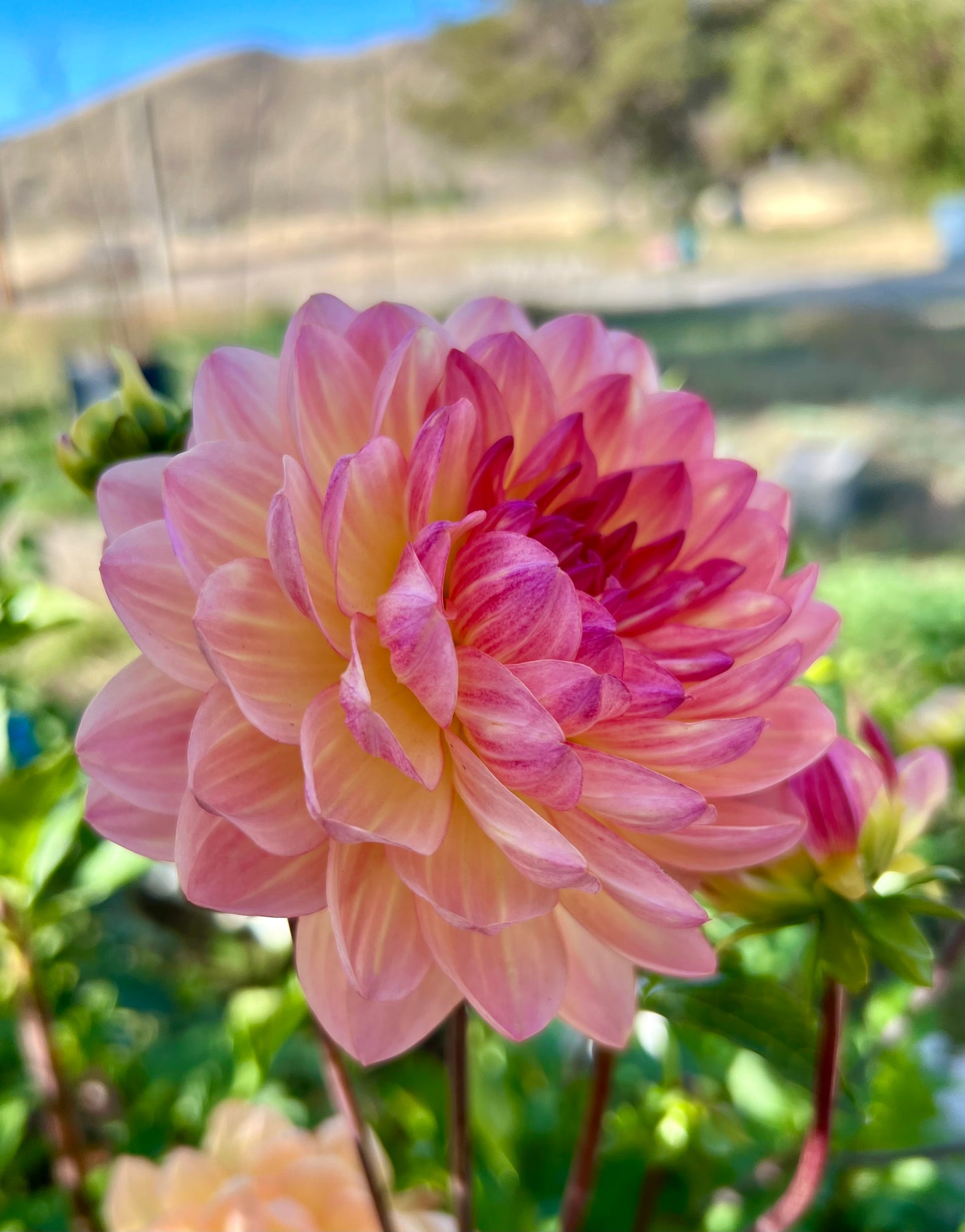 SANDIA BLISS - 115