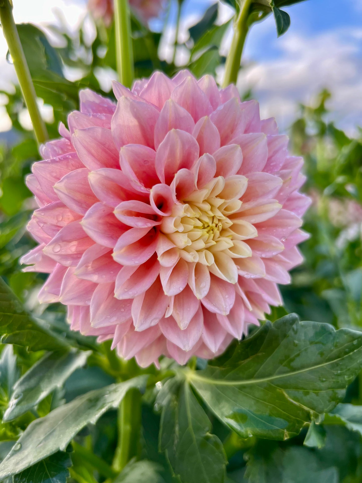 SUGARTOWN SUNRISE *see note*
