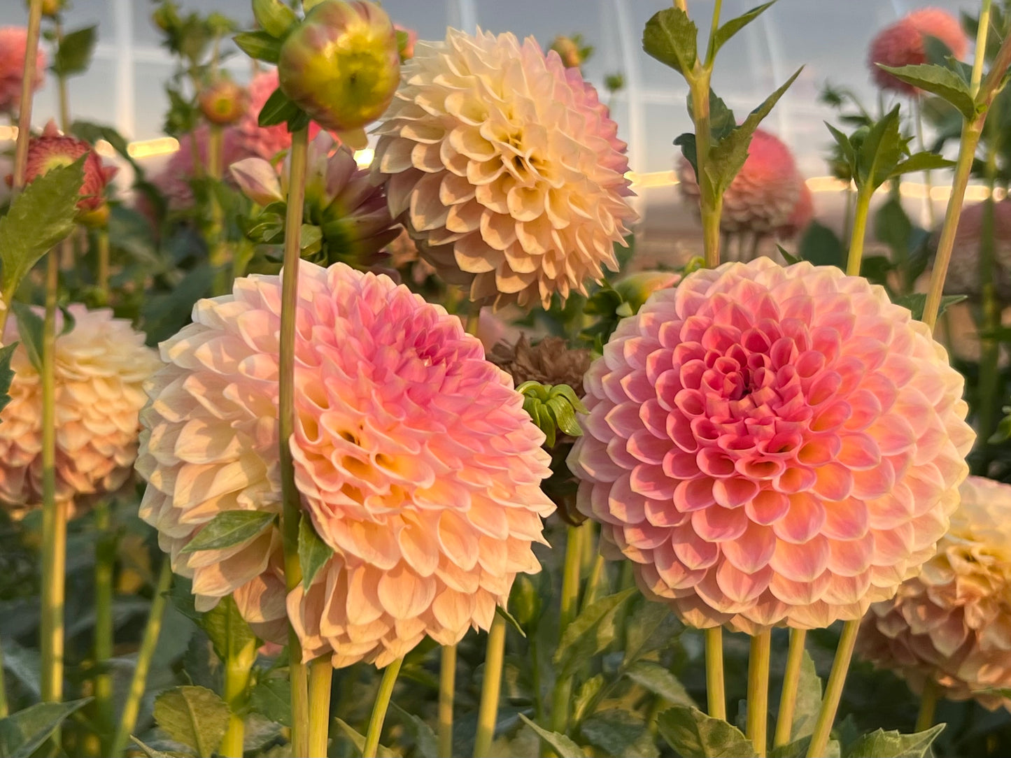 20th AVE SOFTER PEACH - BULK10