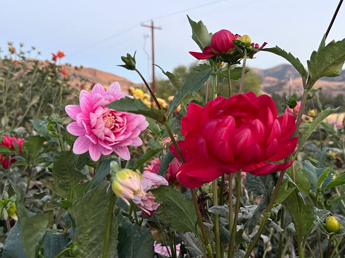 HOLLYHILL RUBY ROSE - Rooted Cutting