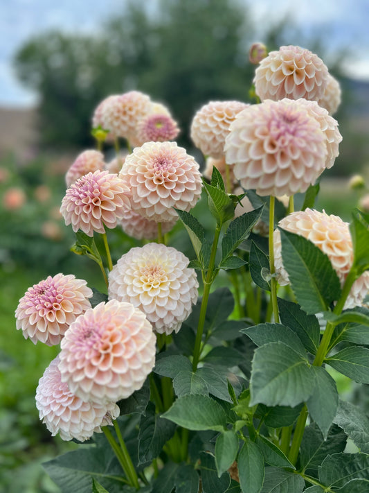 CINDER ROSE - Rooted Cutting
