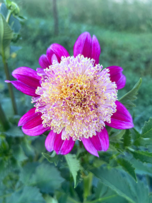 SANDIA EVIE G - Rooted Cutting