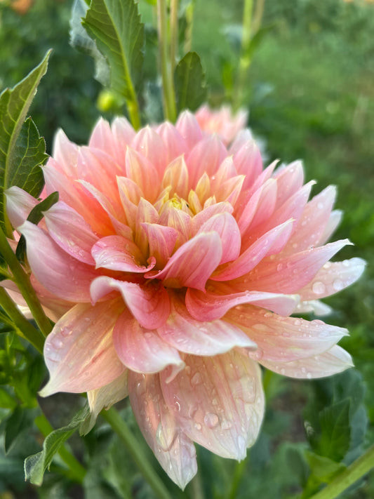 #2 PEACHES N DREAMS *see note*