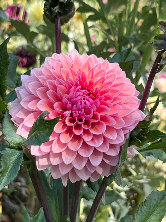 SWEET SAANE - Rooted Cutting
