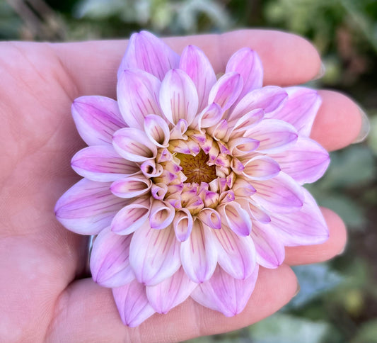 PINK SKIN