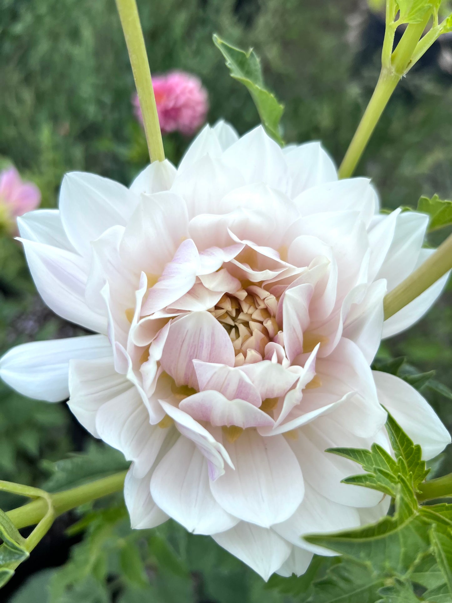 HOLLYHILL SNOW QUEEN - Rooted Cutting * LIMIT 1 *