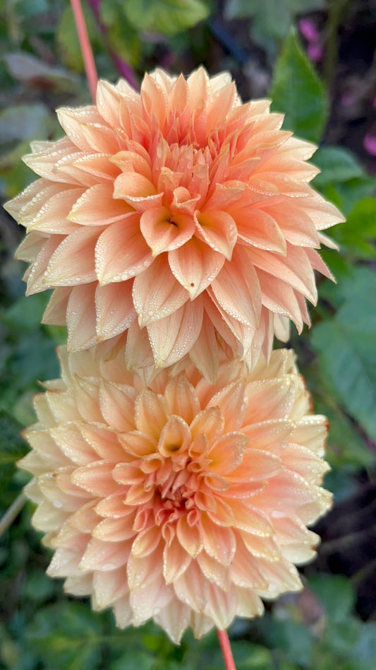 COUNTRY SWEETHEART - Rooted Cutting