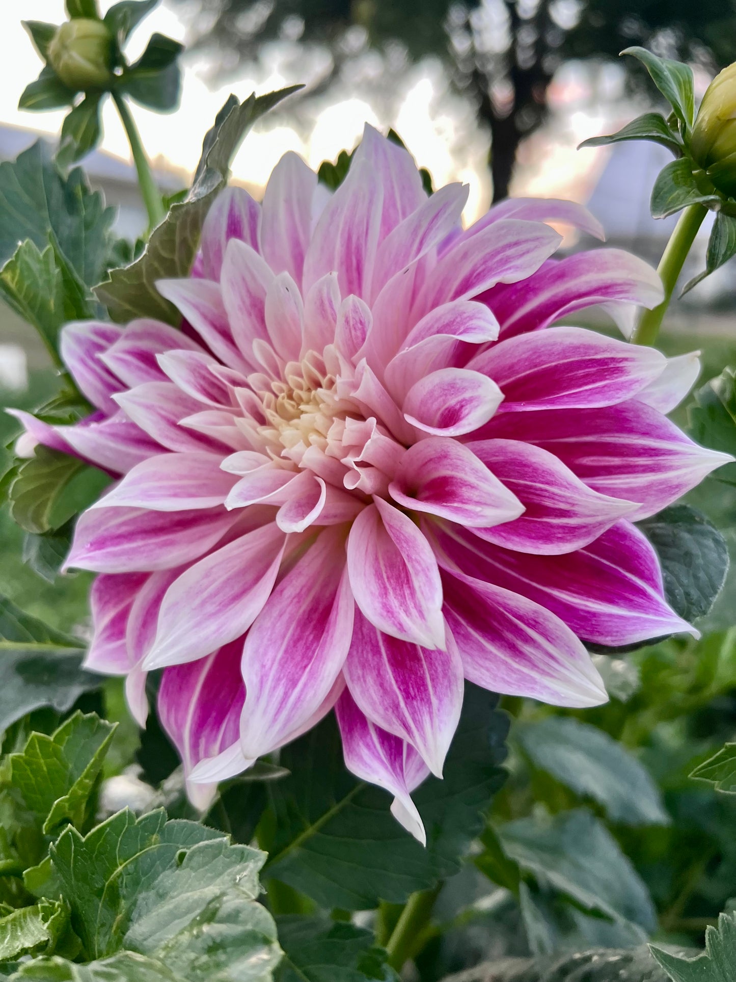 CDP MISTY DAWN - 107