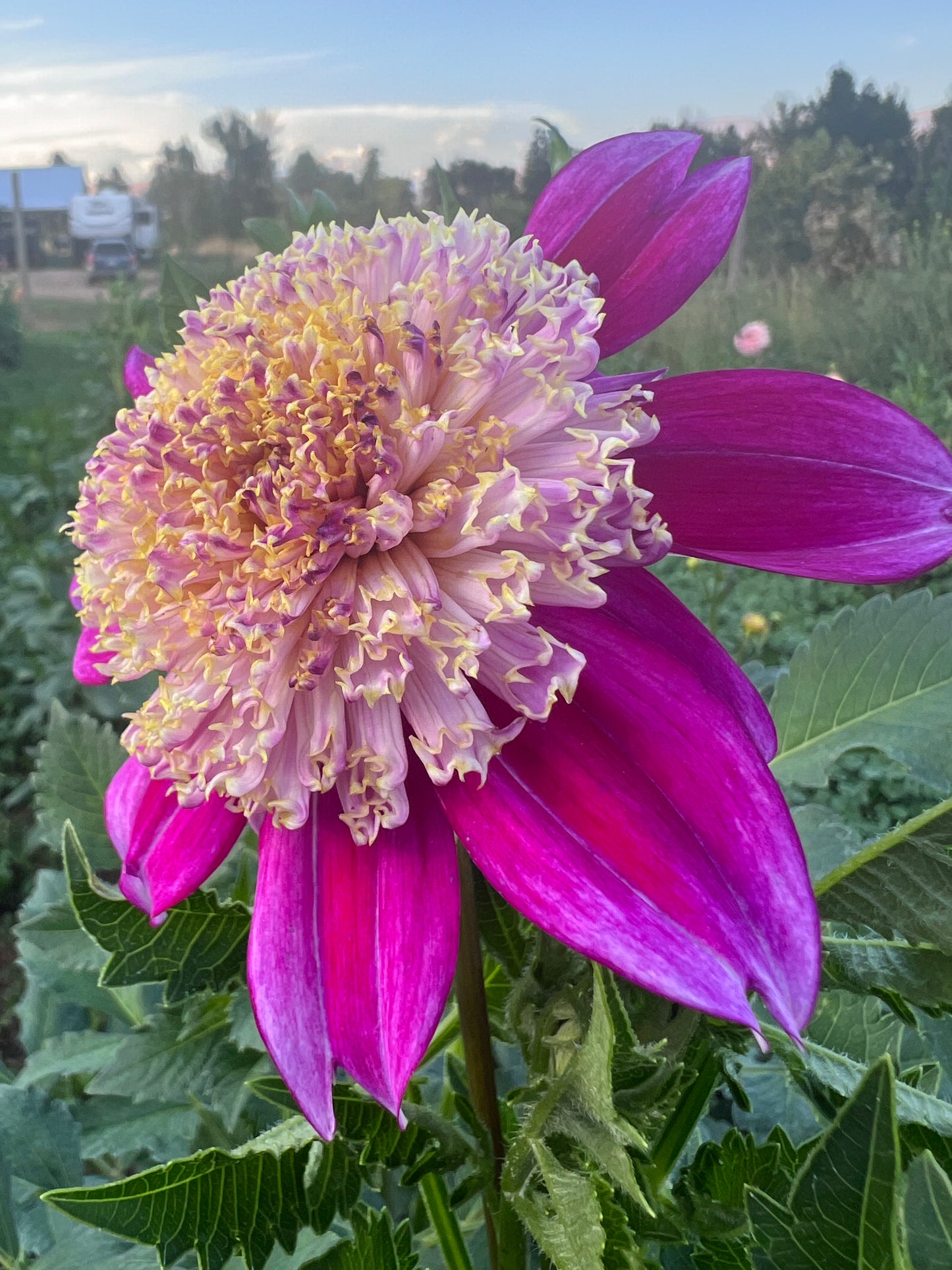 SANDIA EVIE G