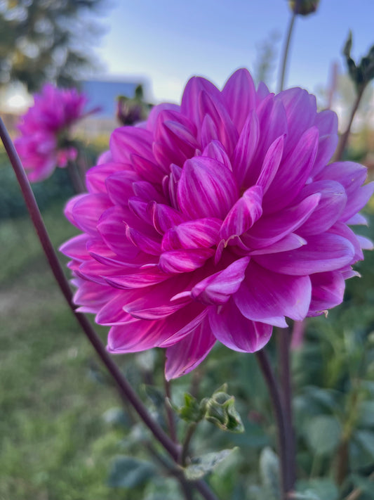 SANDIA LILLIAN - Rooted Cutting
