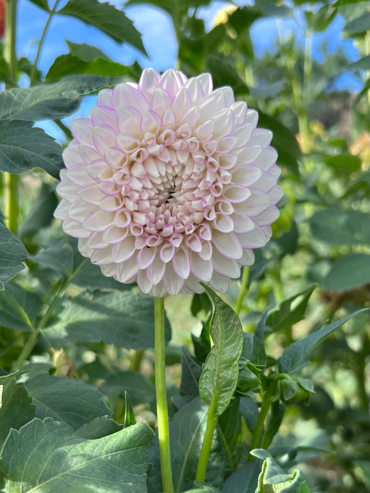 MALTBY PEARL - 206