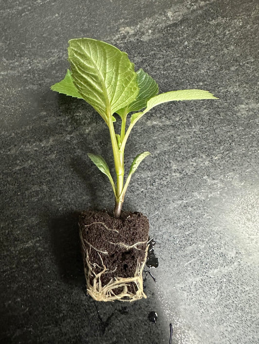PEACHY PARADE - Rooted Cutting