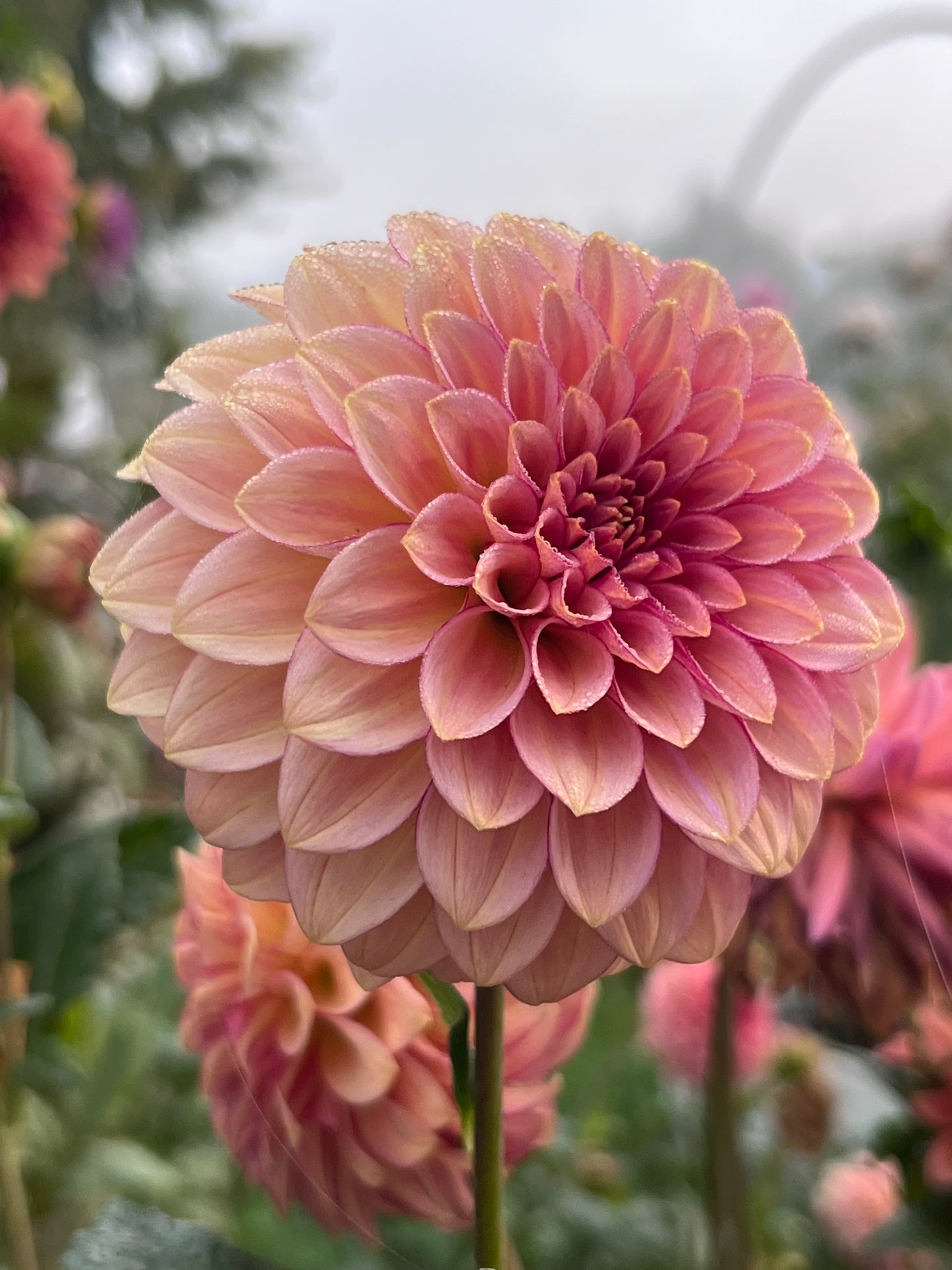 RM RASPBERRY TWINKLE - Rooted Cutting