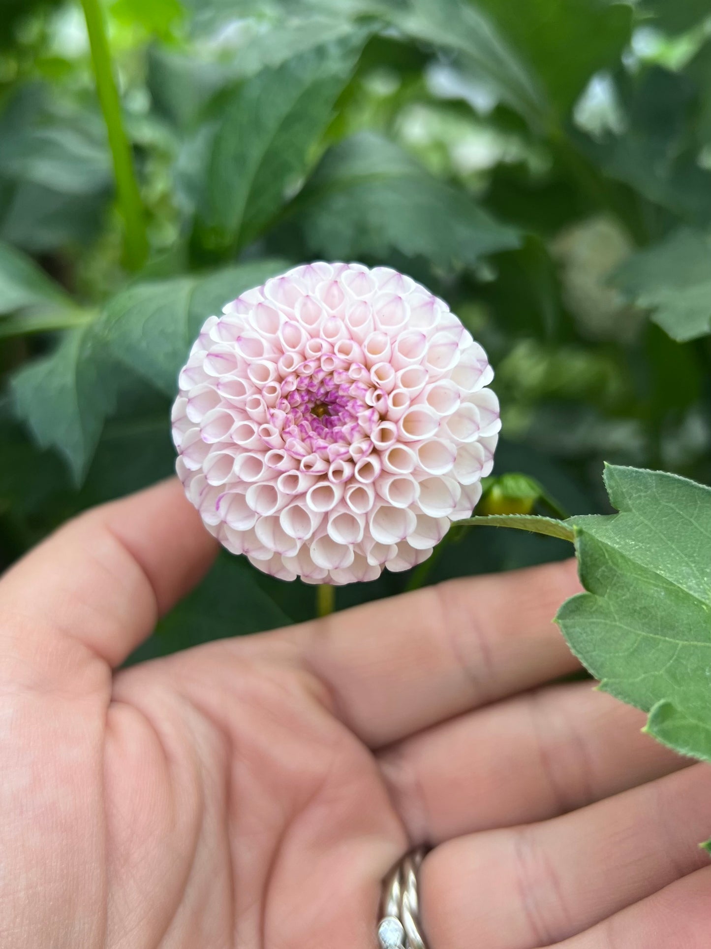 GURTLA TWILIGHT - Rooted Cutting
