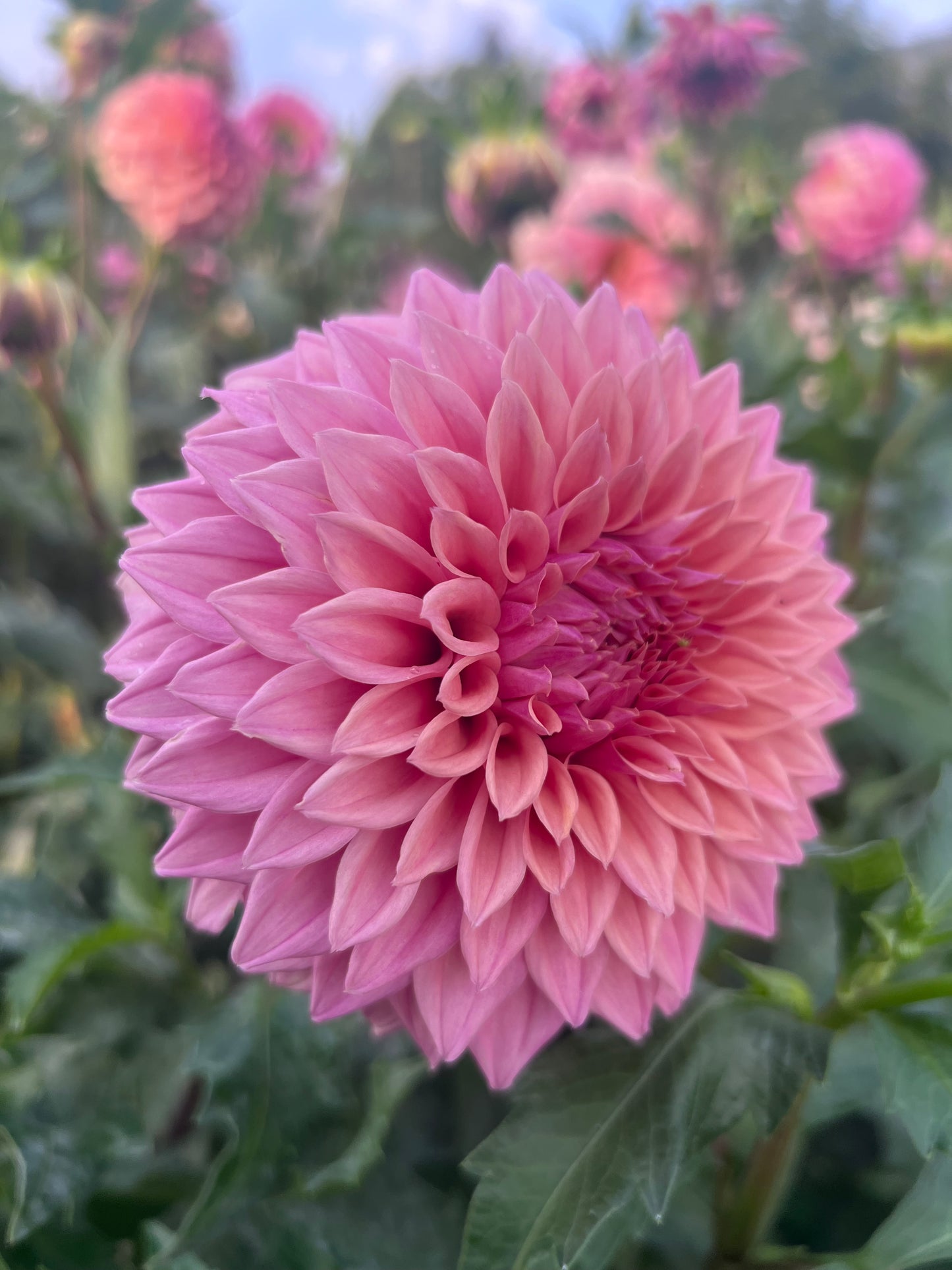 LEES SWISS MISS - Rooted Cutting