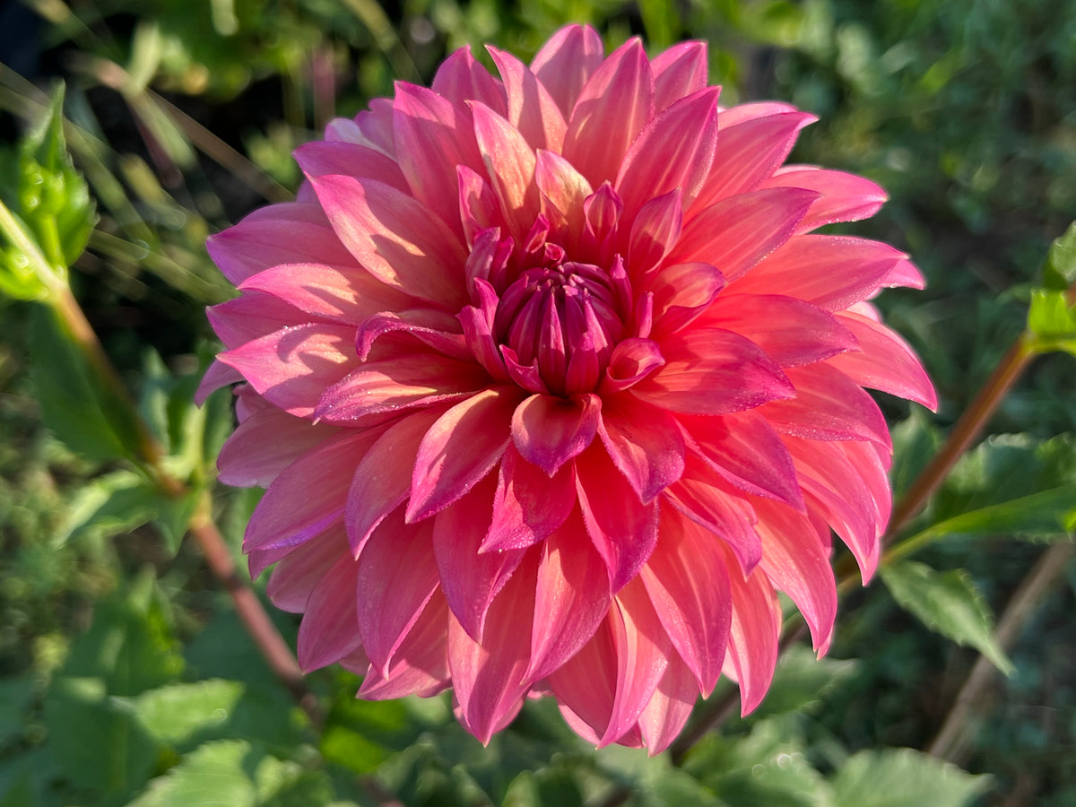 SANDIA RUTHIE - Rooted Cutting