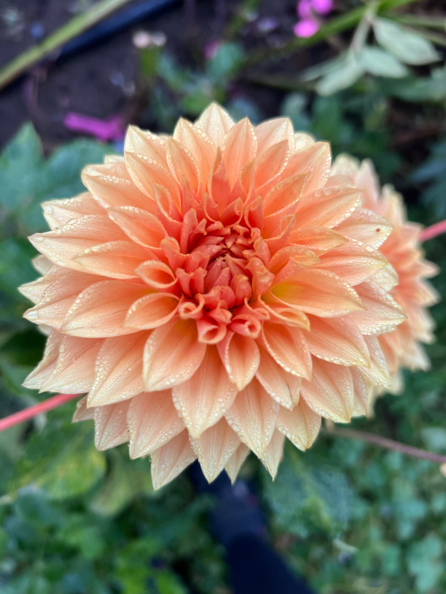 COUNTRY SWEETHEART - Rooted Cutting