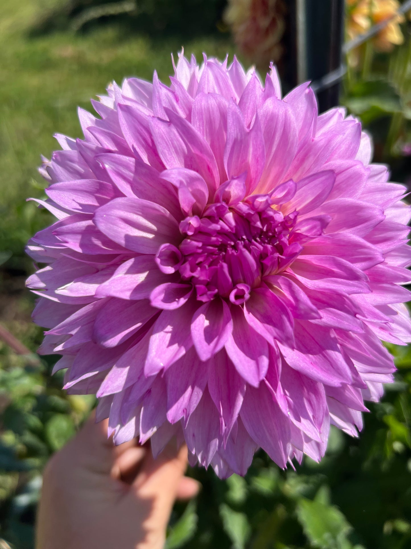 LEES FLUTELOOP LILAC