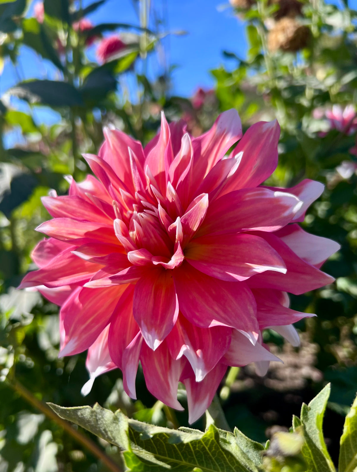 FROST NIP