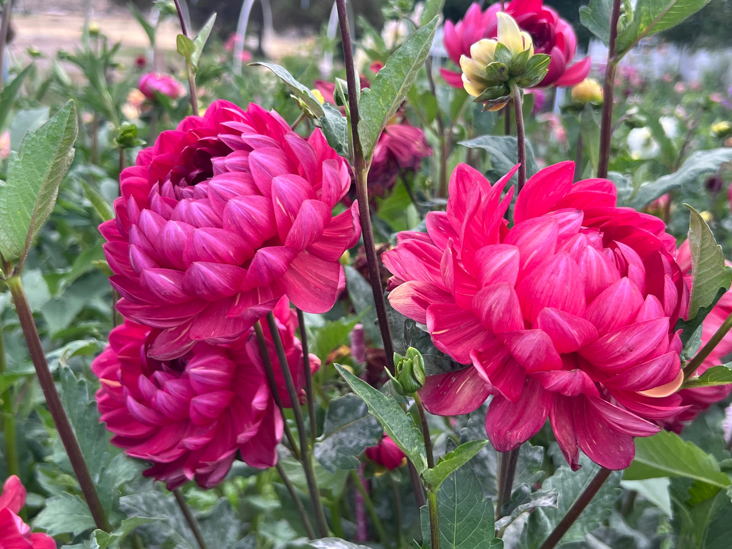 HOLLYHILL RUBY ROSE - Rooted Cutting