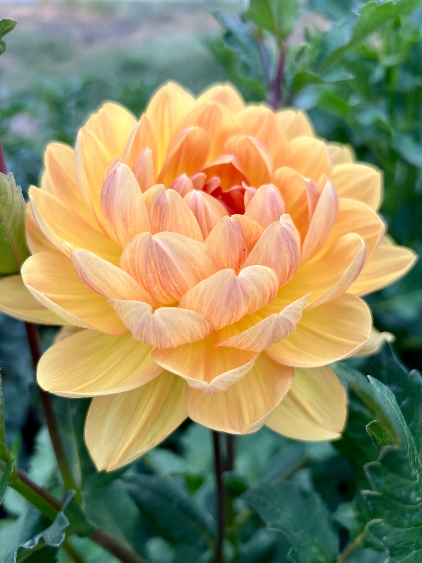 HOLLYHILL HONEYGOLD - Rooted Cutting