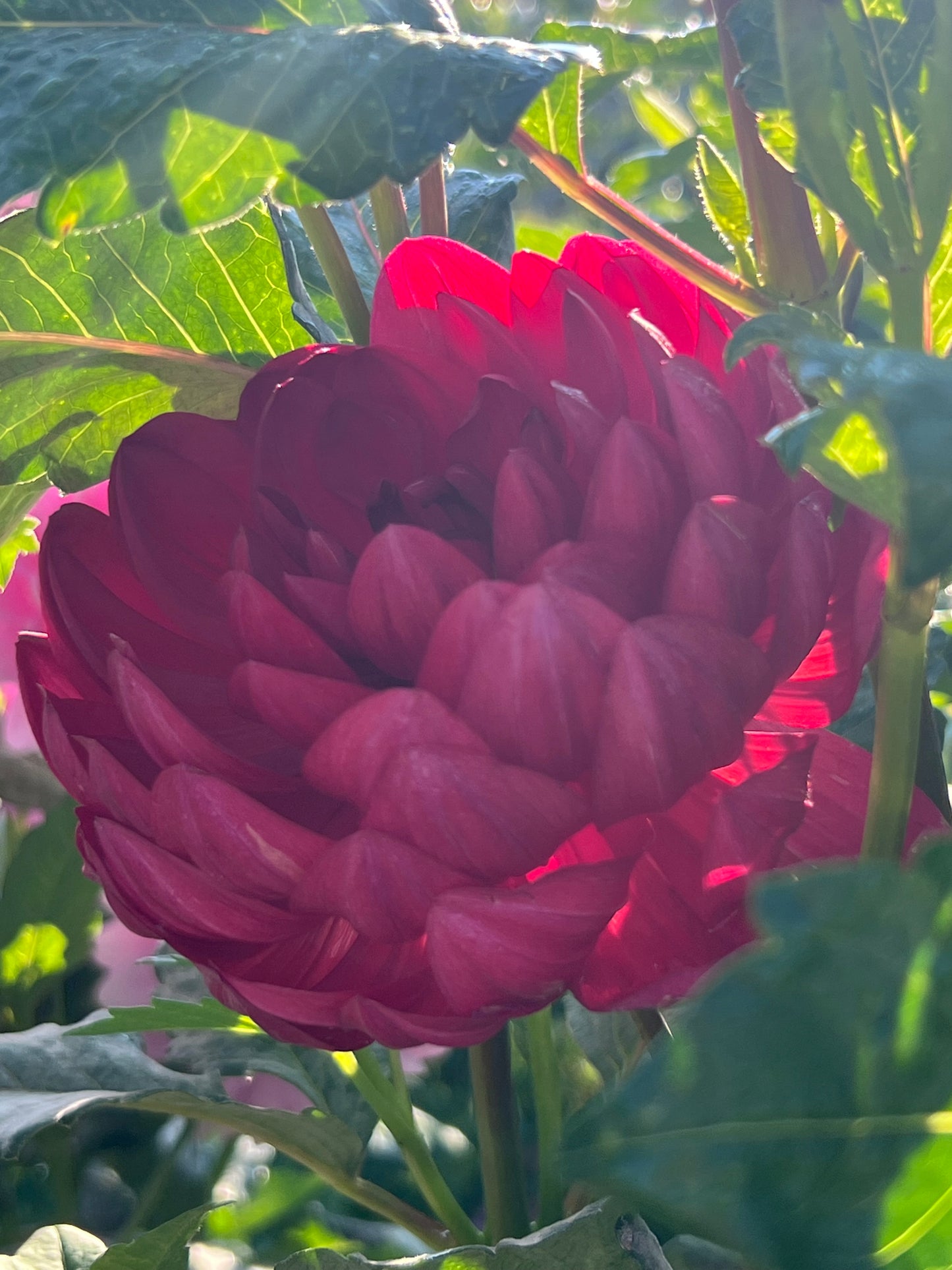 HOLLYHILL RUBY ROSE - Rooted Cutting