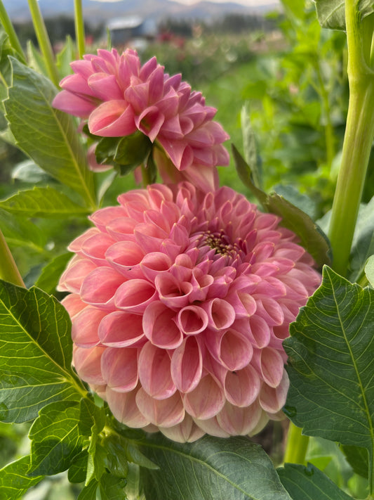 CLEARVIEW PEACHY