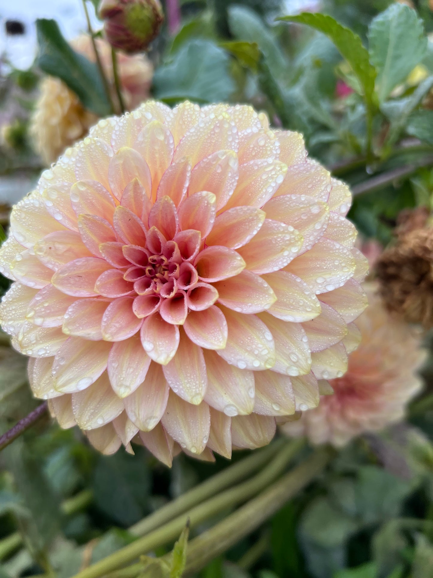 RM RASPBERRY TWINKLE - Rooted Cutting
