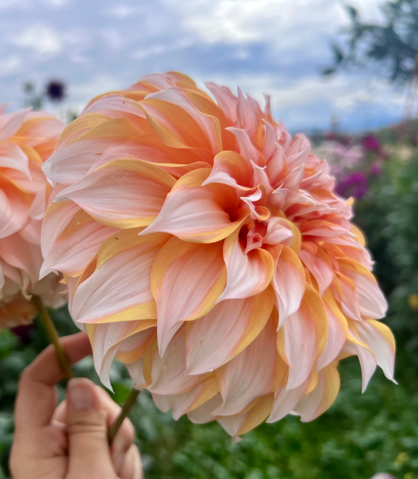 PRINSES BEATRIX - Rooted Cutting