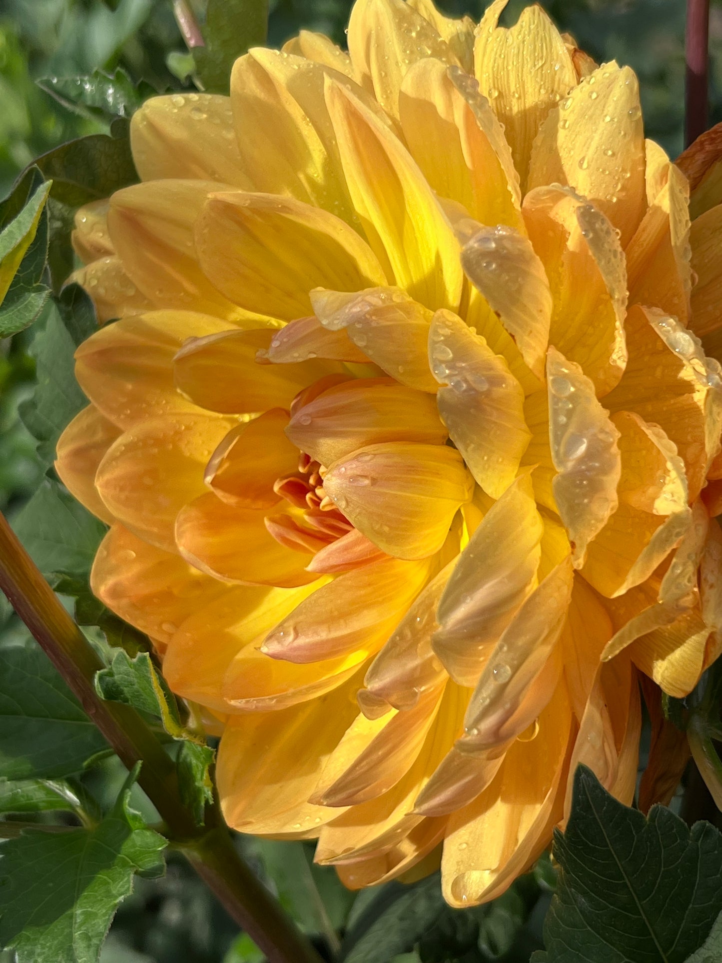 HOLLYHILL HONEYGOLD - Rooted Cutting