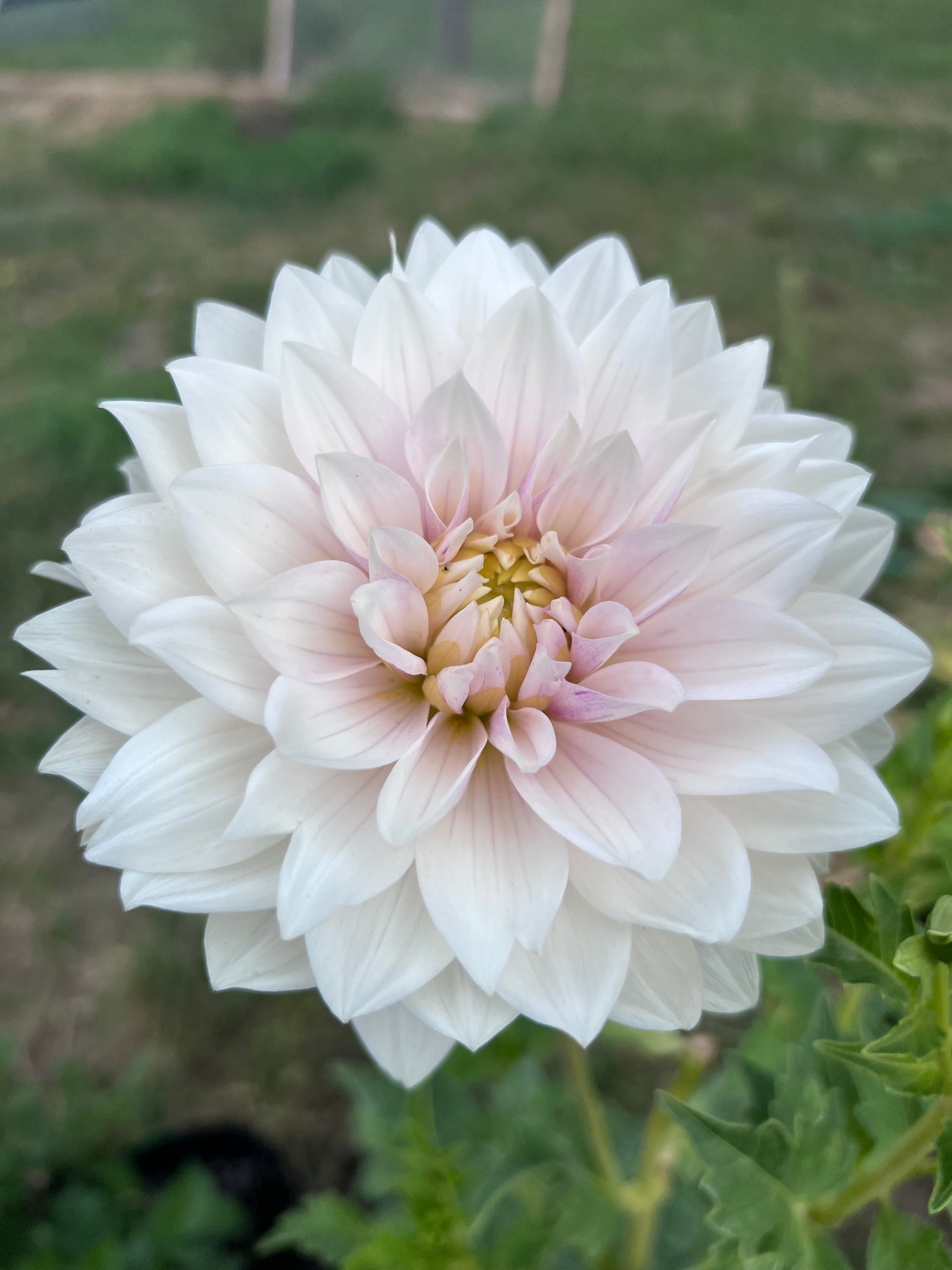 HOLLYHILL SNOW QUEEN - Rooted Cutting * LIMIT 1 *