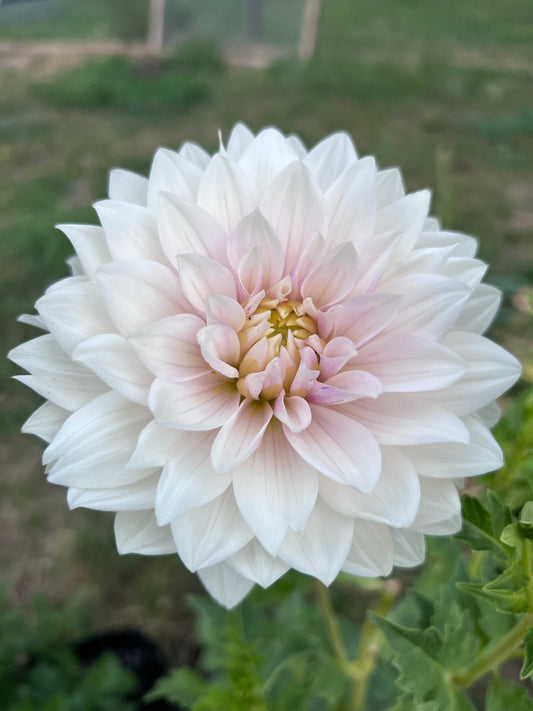 HOLLYHILL SNOW QUEEN - Rooted Cutting * LIMIT 1 *