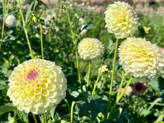 FERNCLIFF BLISS - 6