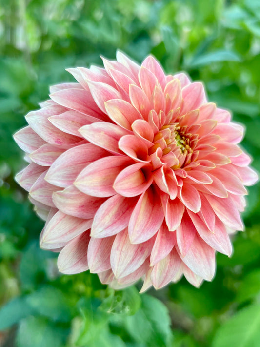SC - GUAVA