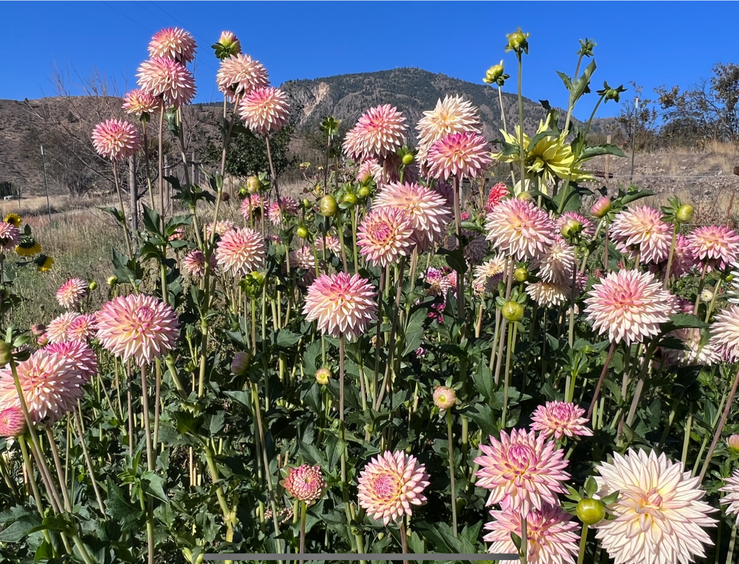 VALLEY PORCUPINE - 221